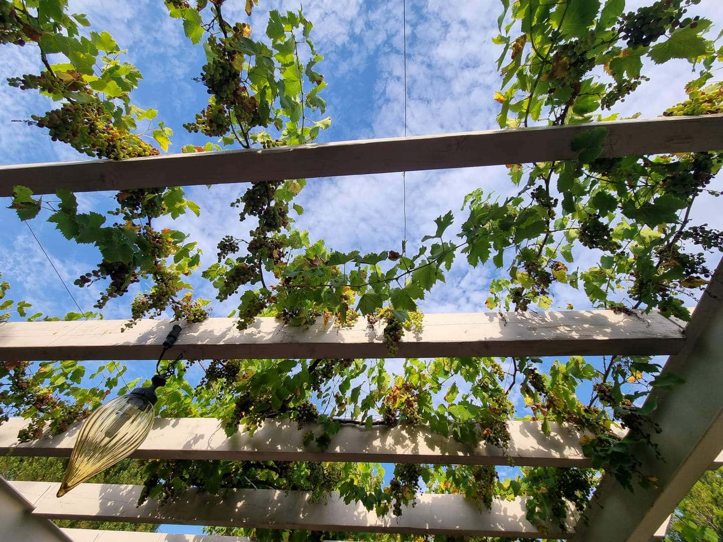 Millétoiles à l'ombre de la vigne